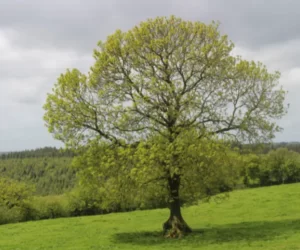 Ash tree surgery