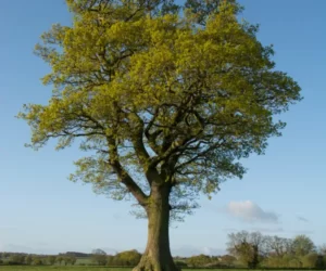 Oak tree surgery