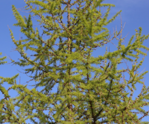 conifer tree surgery