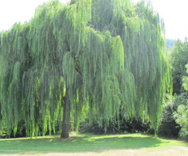willow tree surgery