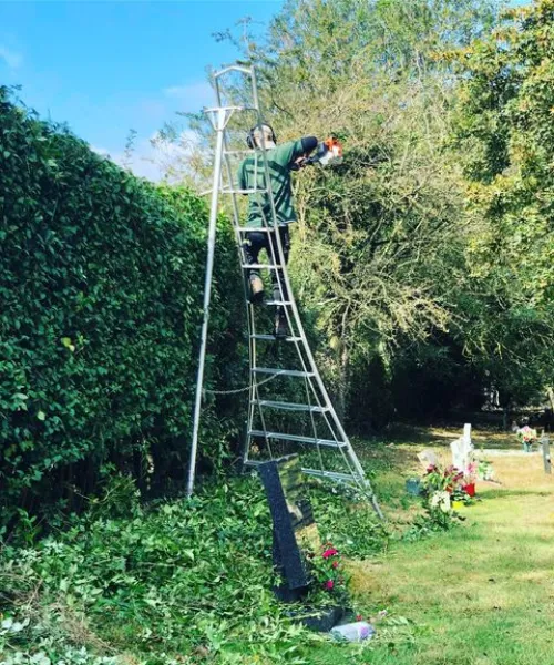 hedge cutting service