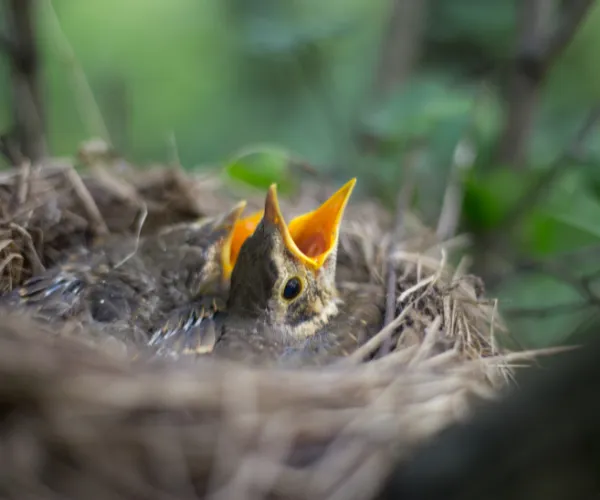 birds nest in hedge
