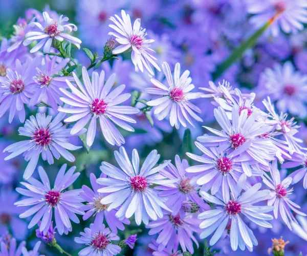 aster flower autumn gardening