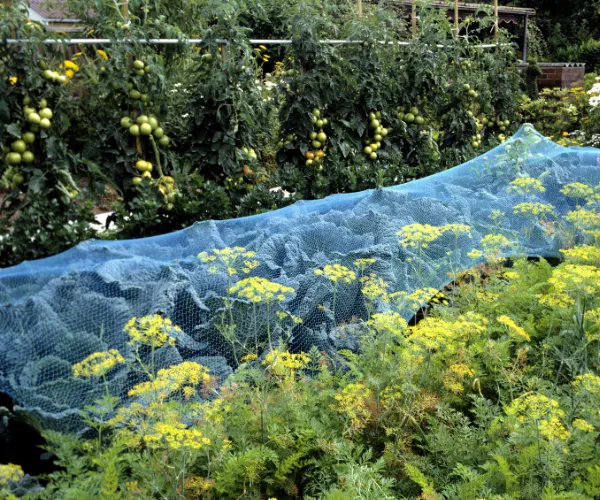 protect plants in winter and autumn