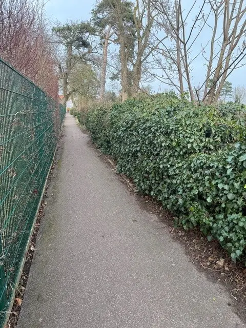 hedge removal in diss (after picture)