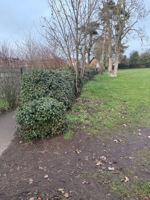 hedge removal