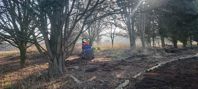 woodland path Thetford