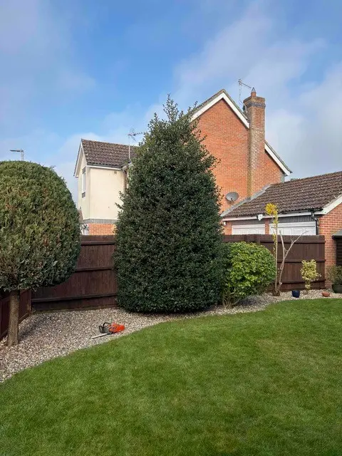 holly tree removal before