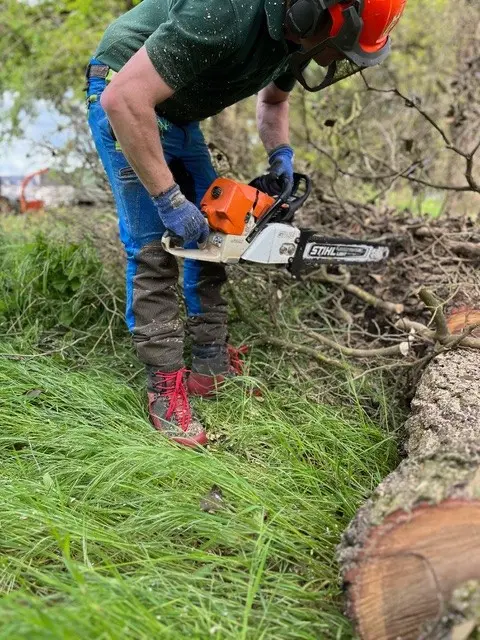 oak tree removal