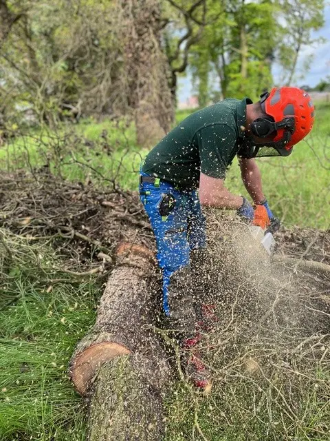 oak tree removal