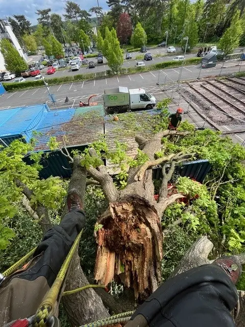tree limb repair