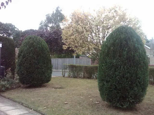 confier trimming after