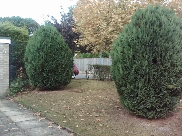 confier trimming before