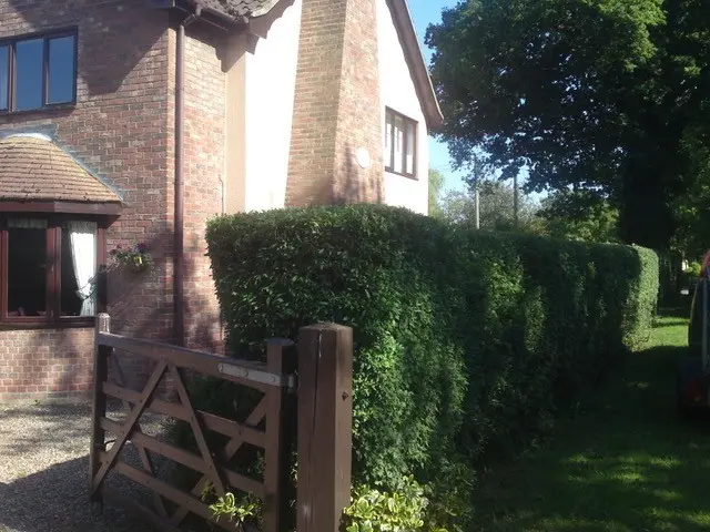 hedge cleanup after