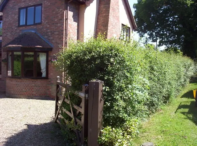 hedge cleanup before