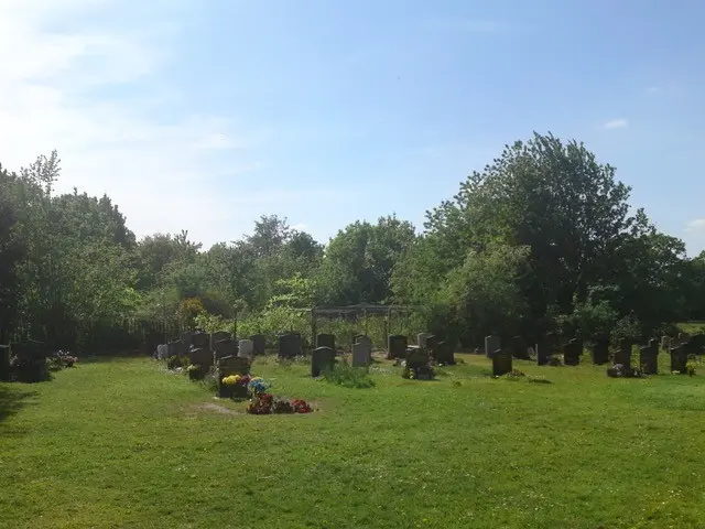 beech tree removal after