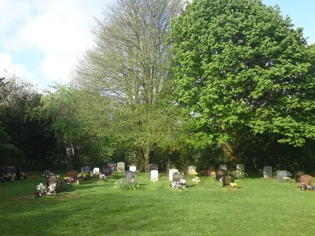 beech tree removal before