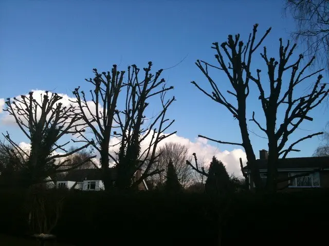 tree pollarding after
