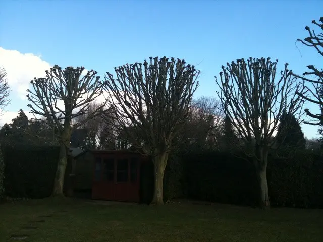 tree pollarding after