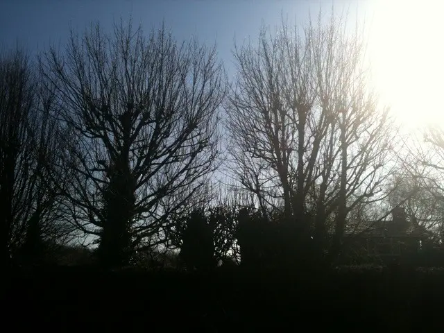 tree pollarding before