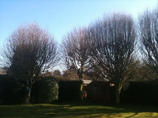 tree pollarding before