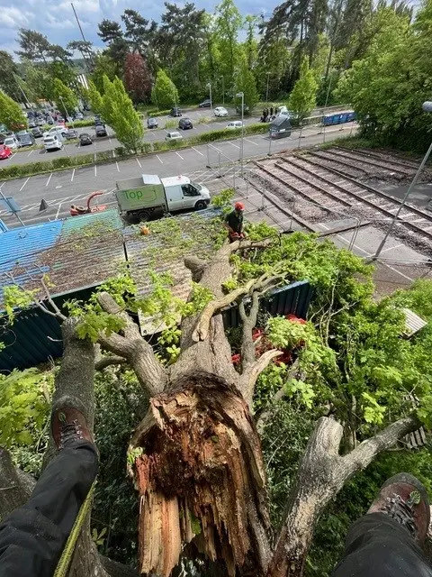 emergency oak tree removal essex