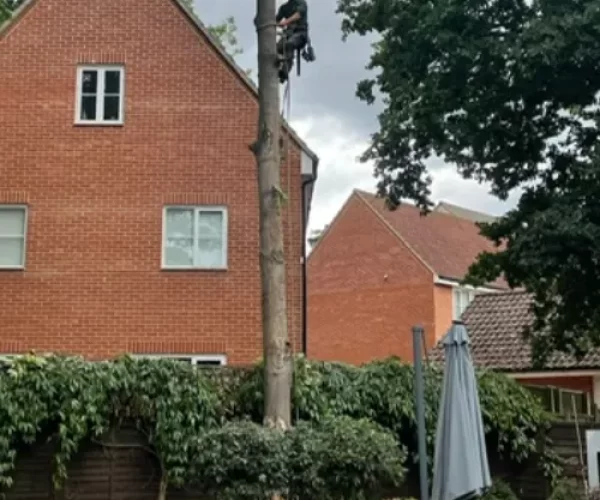 Domestic tree surgeon