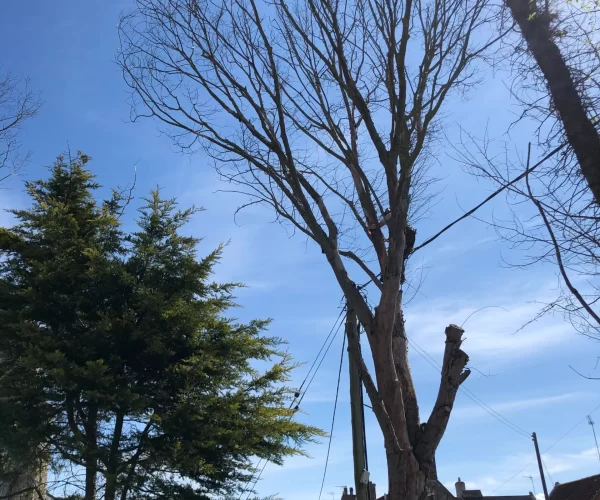 Elm Tree Removal (1)