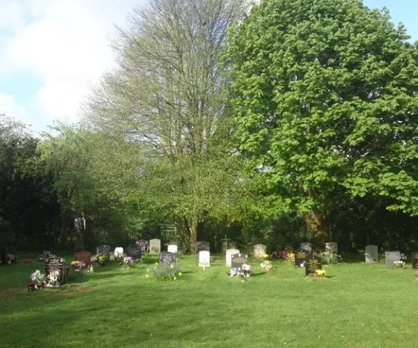 beech tree removal before