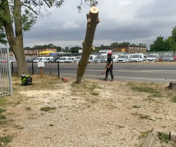 cherry tree removal