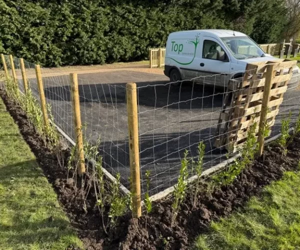 hedge planting for local council