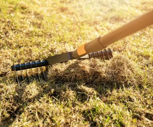 when to scarify lawn