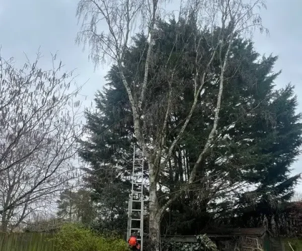 Before removal