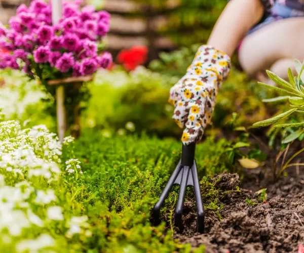 spring gardening maintenance