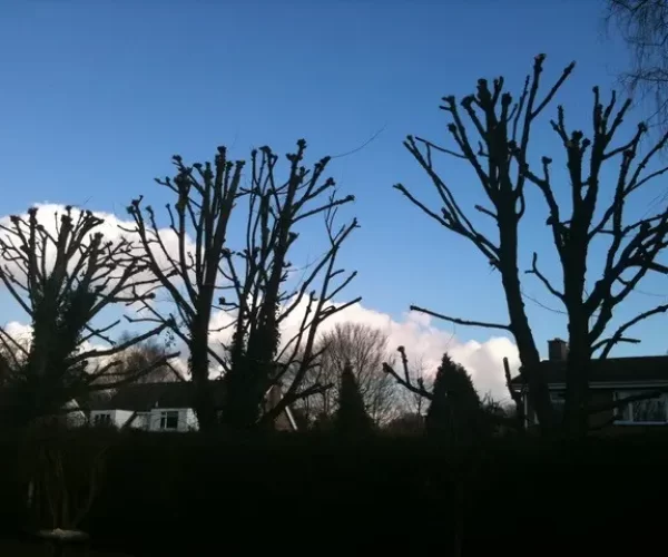 tree pollarding after